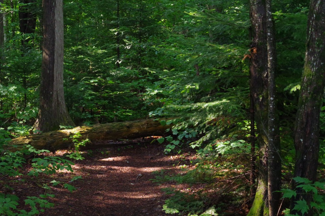 Trail to water