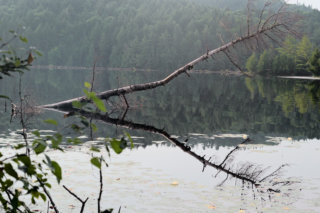 Tree reflection
