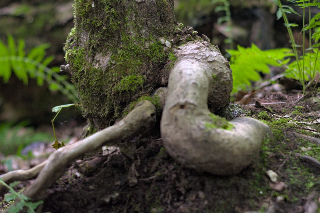 Gnarled Root