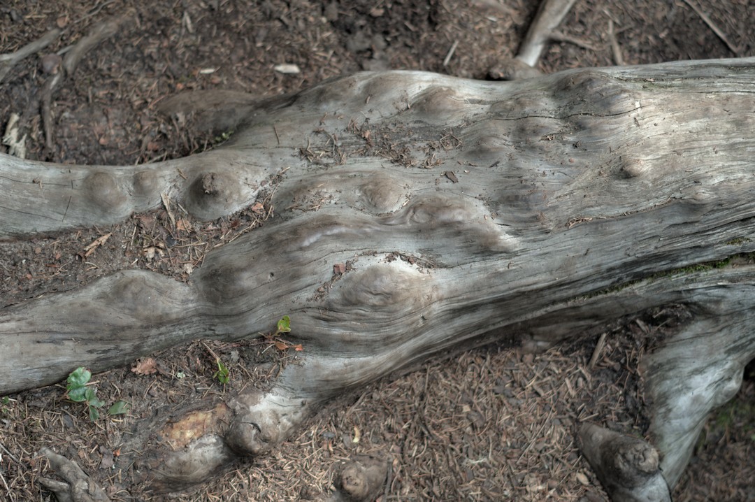 Root on path