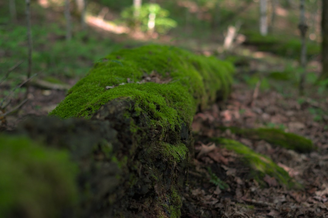Mossy log