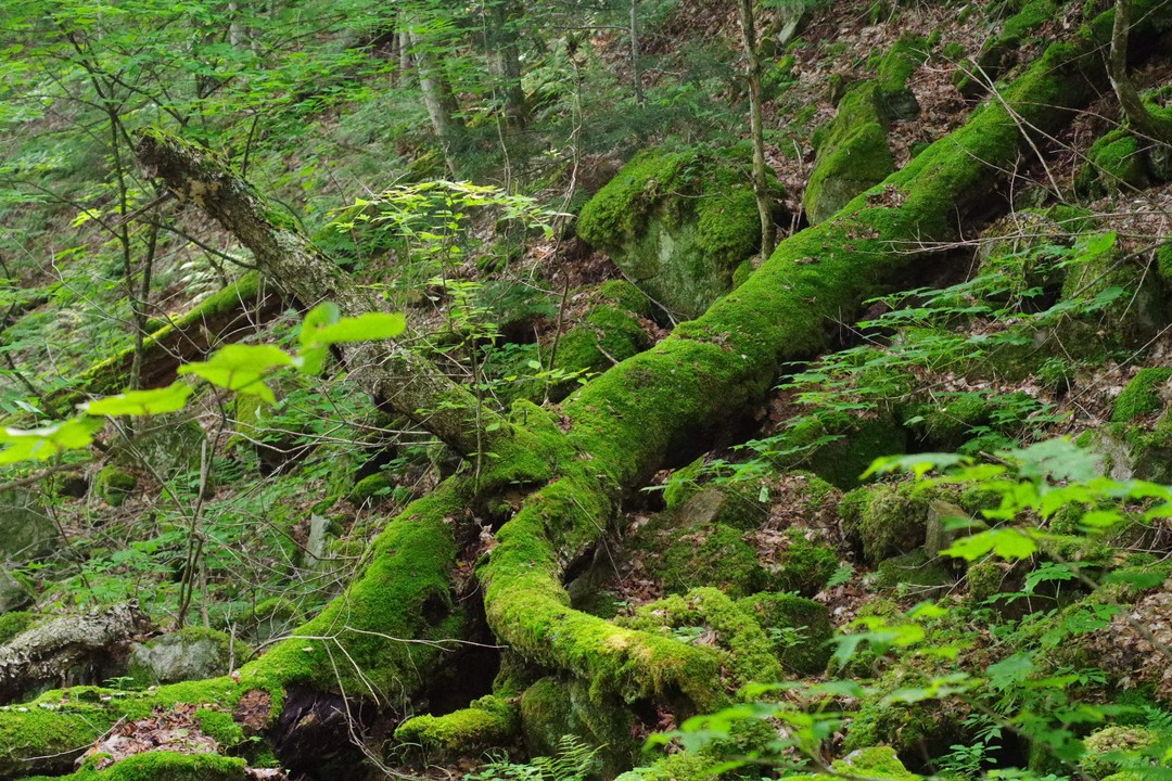 Diagonal mossy log