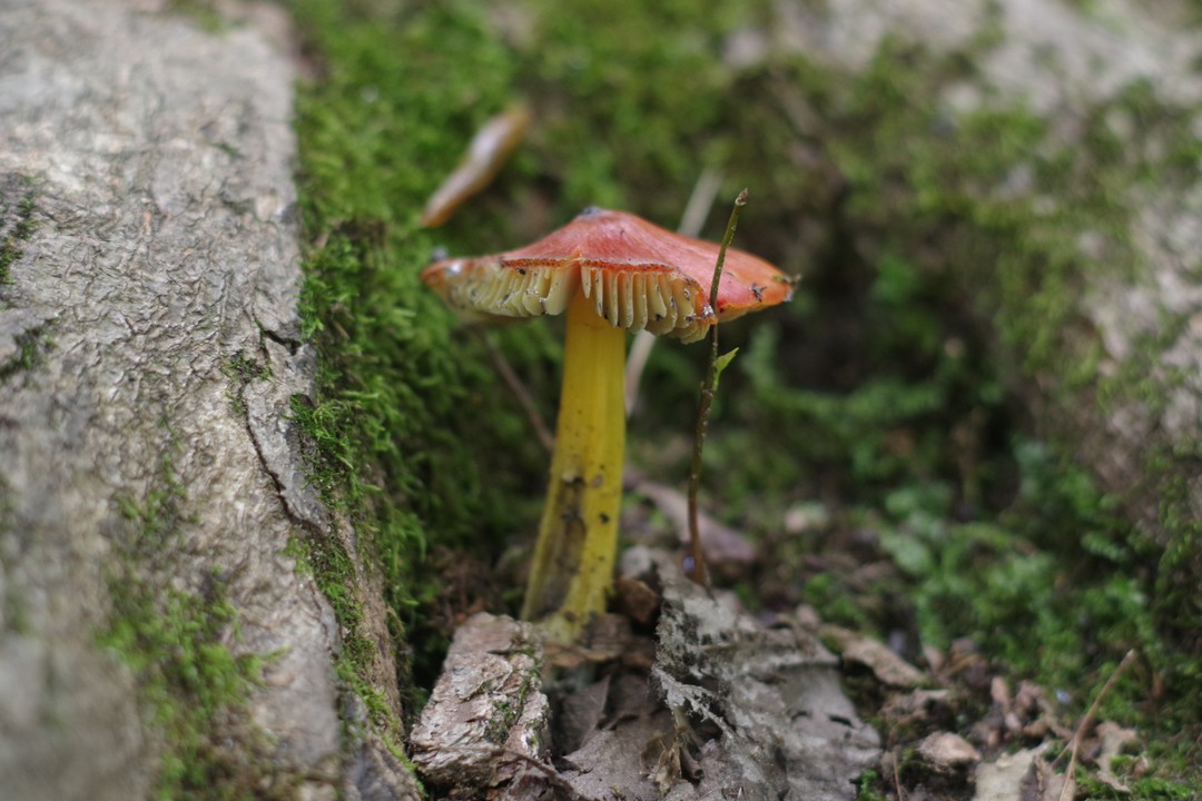 Mushroom
