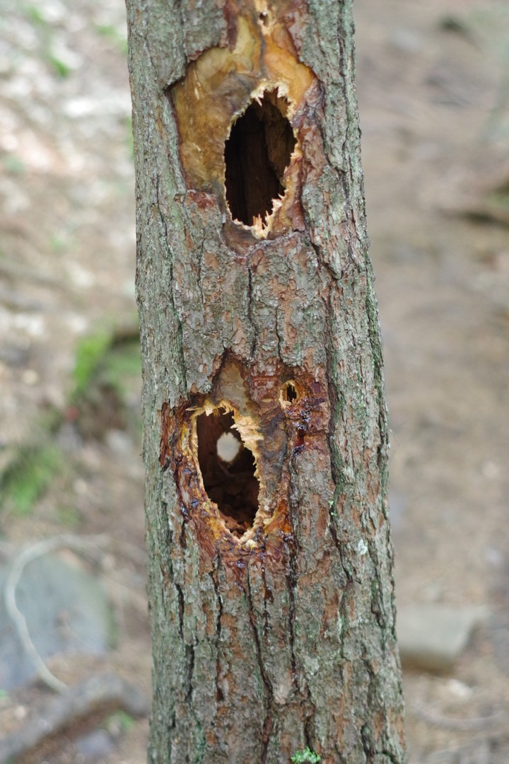Holy tree