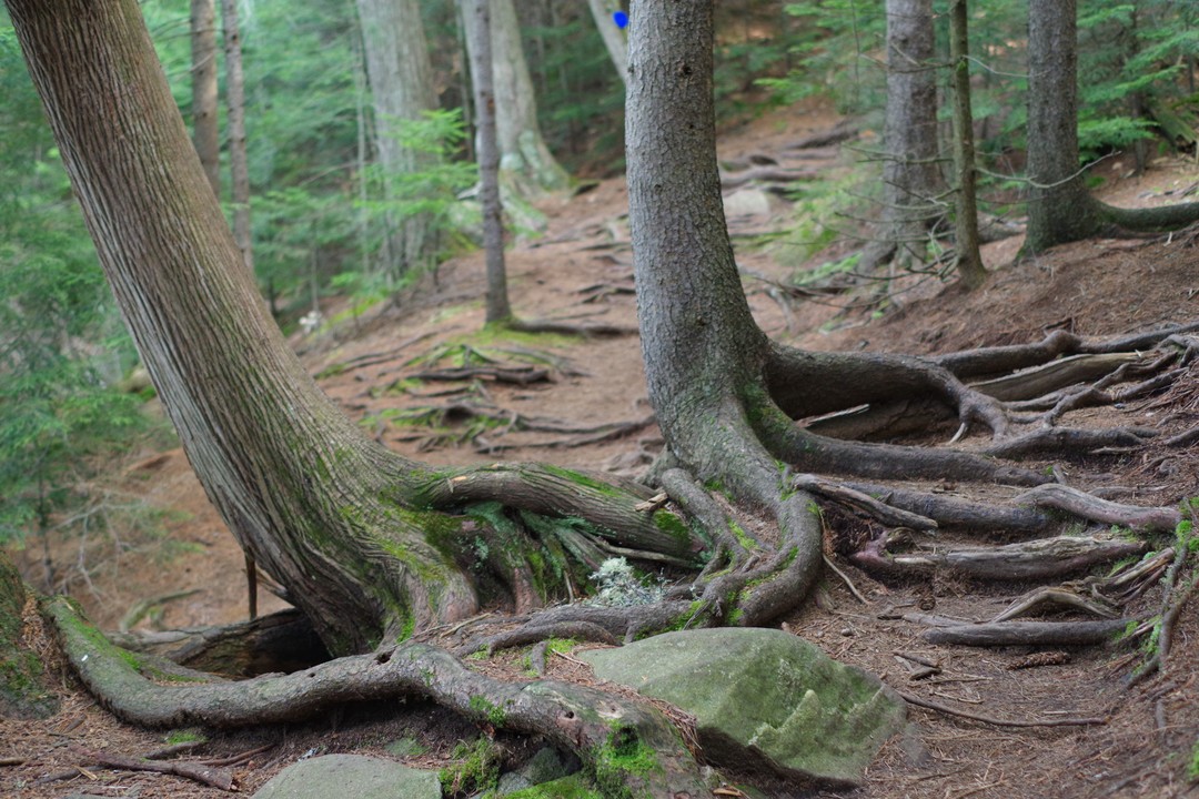 Winding roots