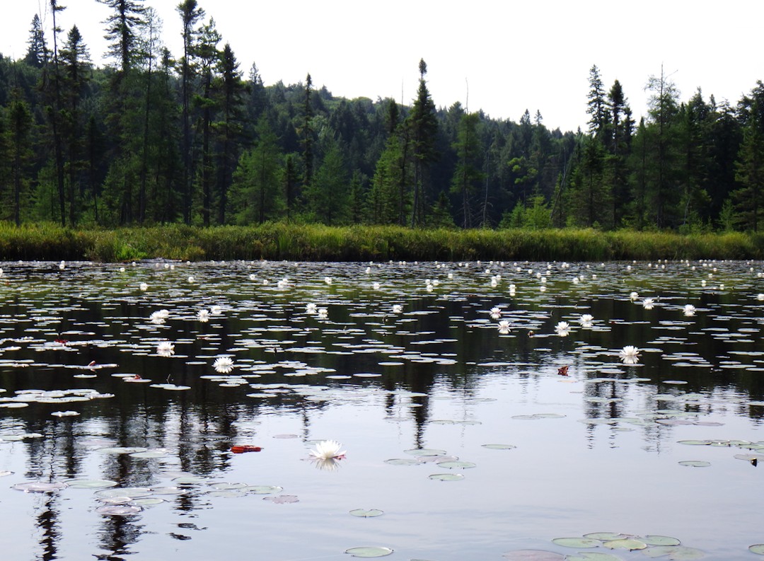 View from the canoe