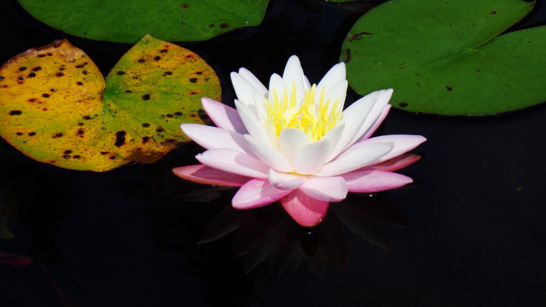 A water lily