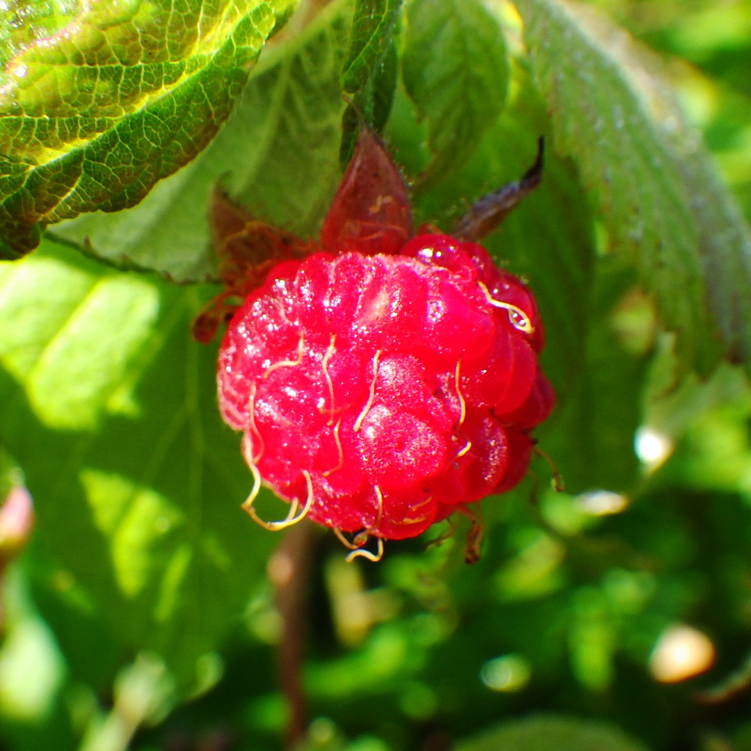 Wild raspberry