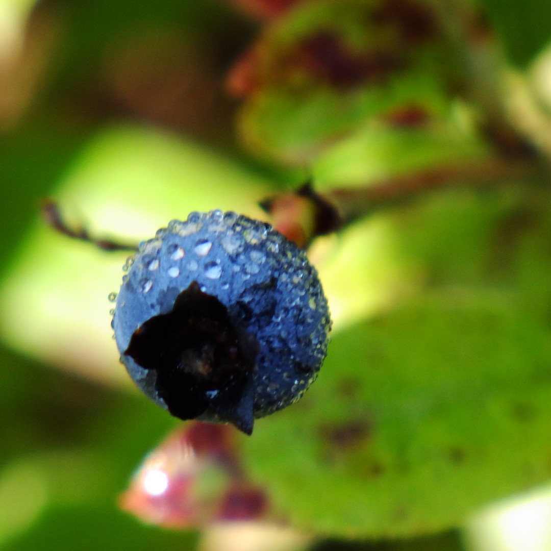 Wild blueberry