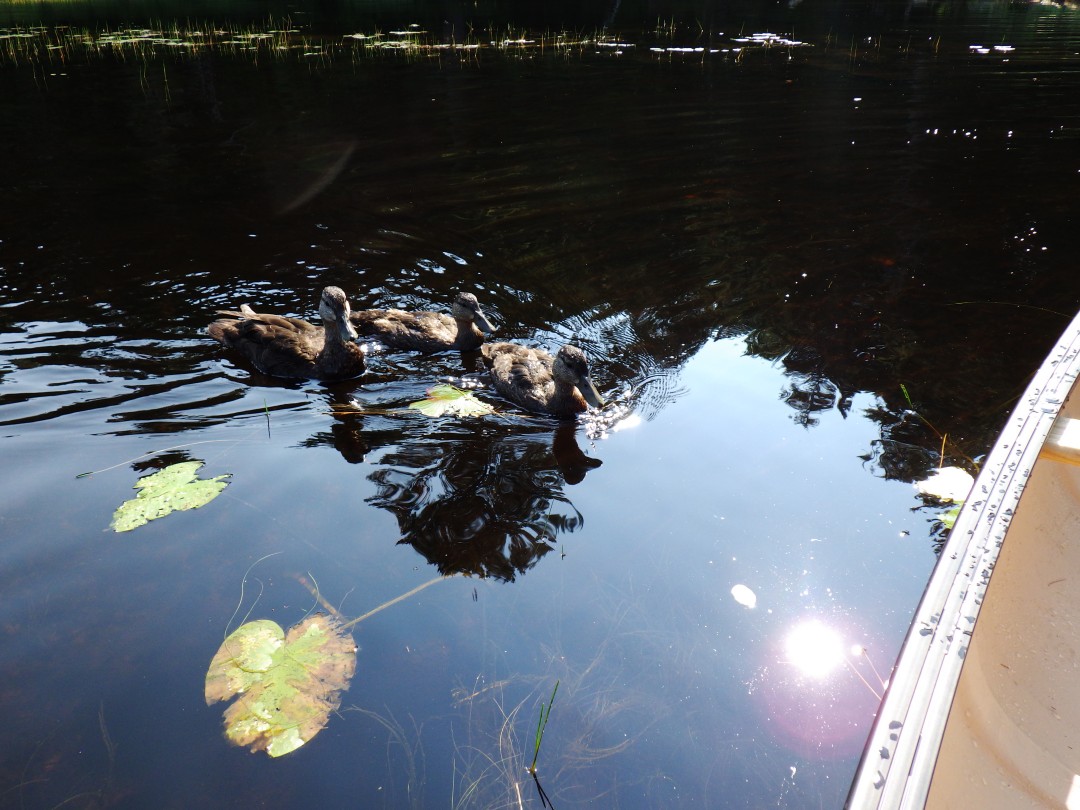 Three ducks