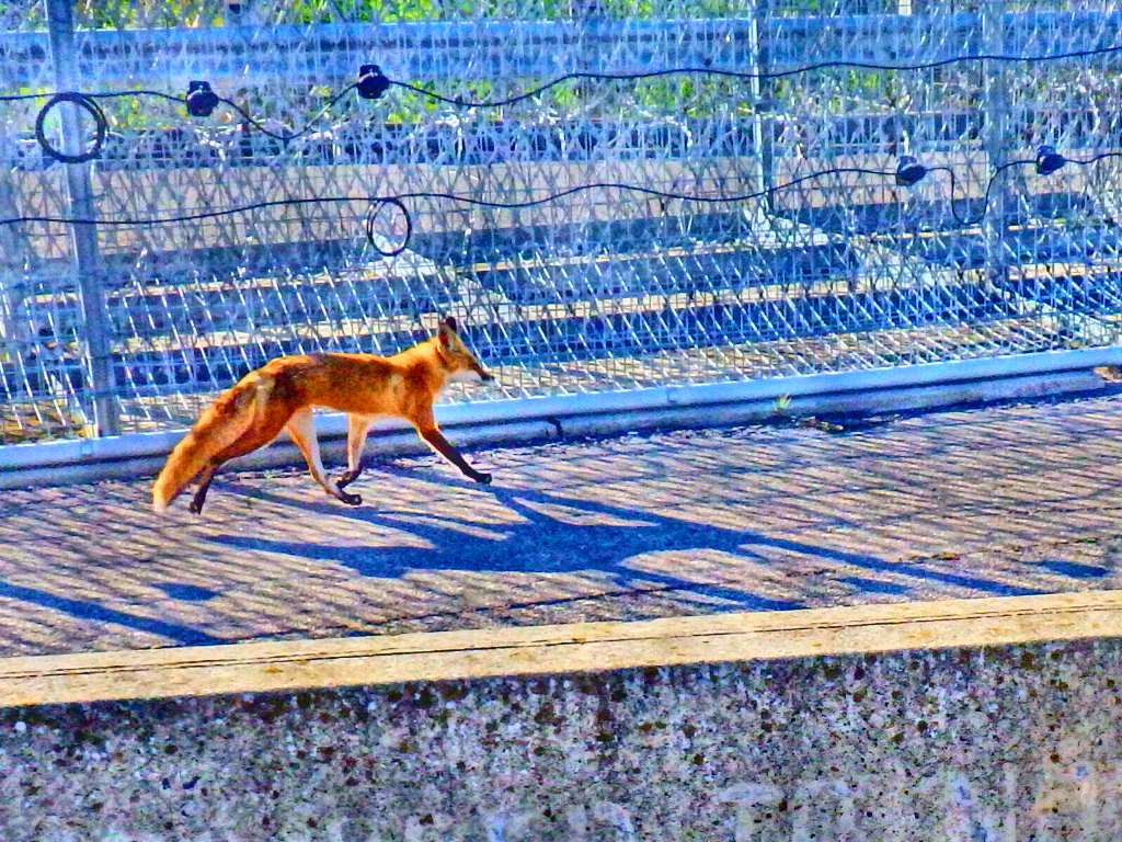 Foxwalk