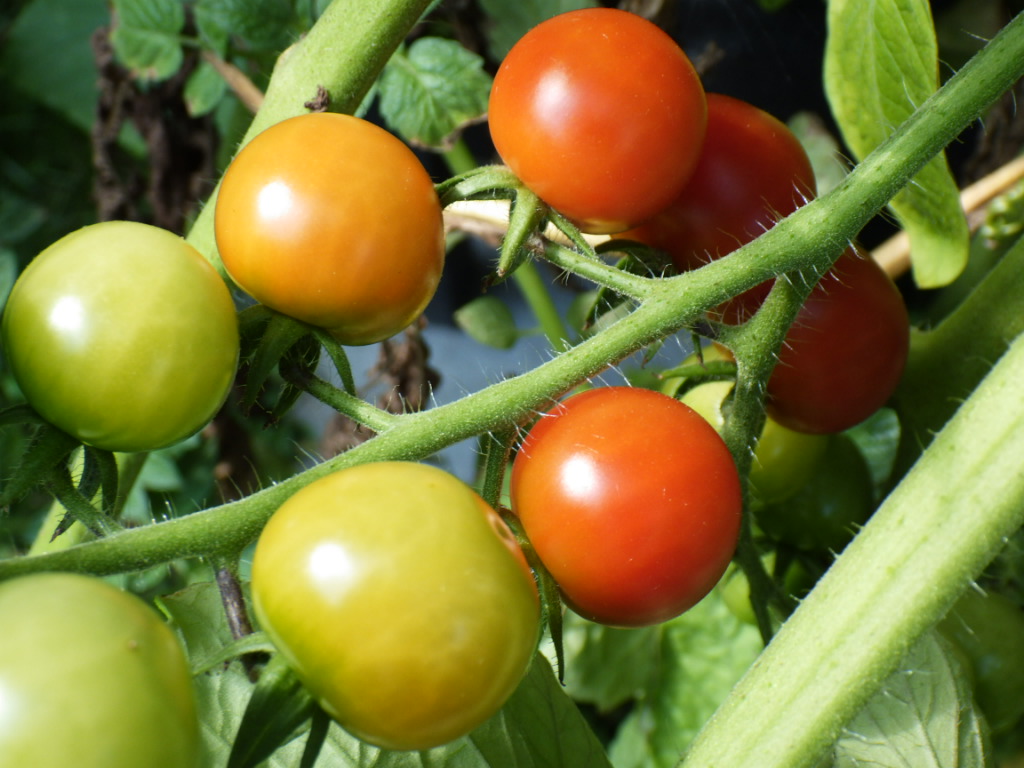 Ripe cherry tomatoes