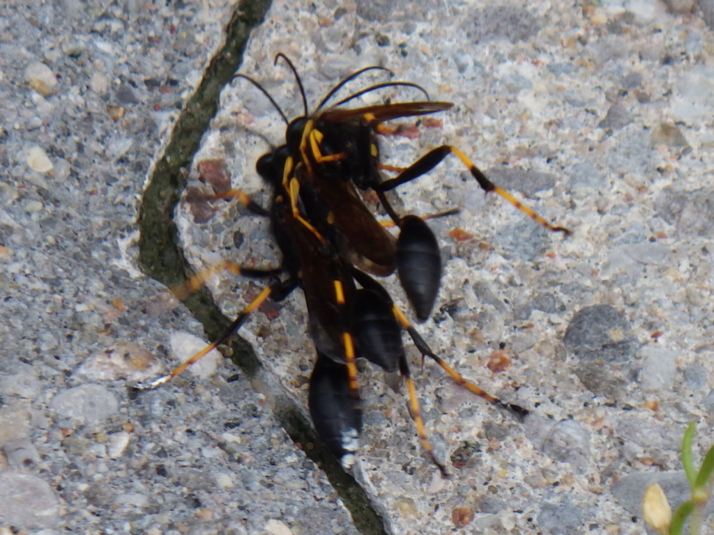 3 wasps