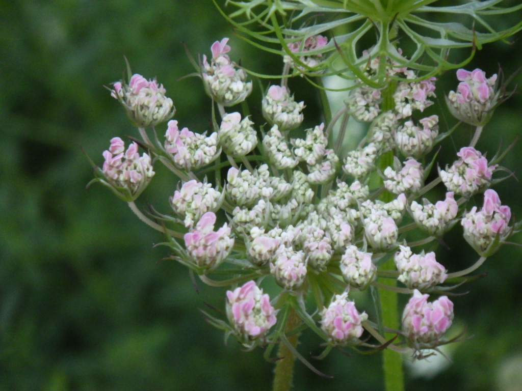 Some flower