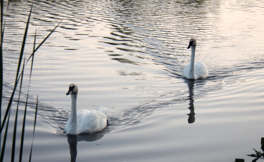 Swans