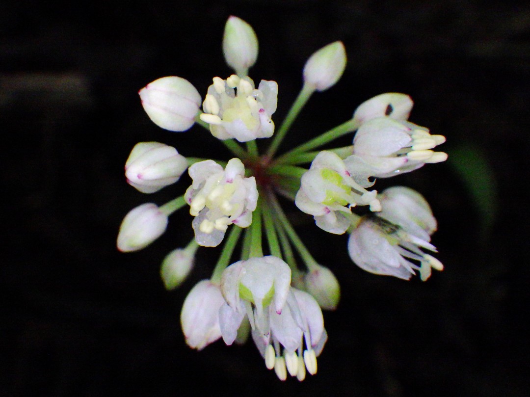 Baby flower