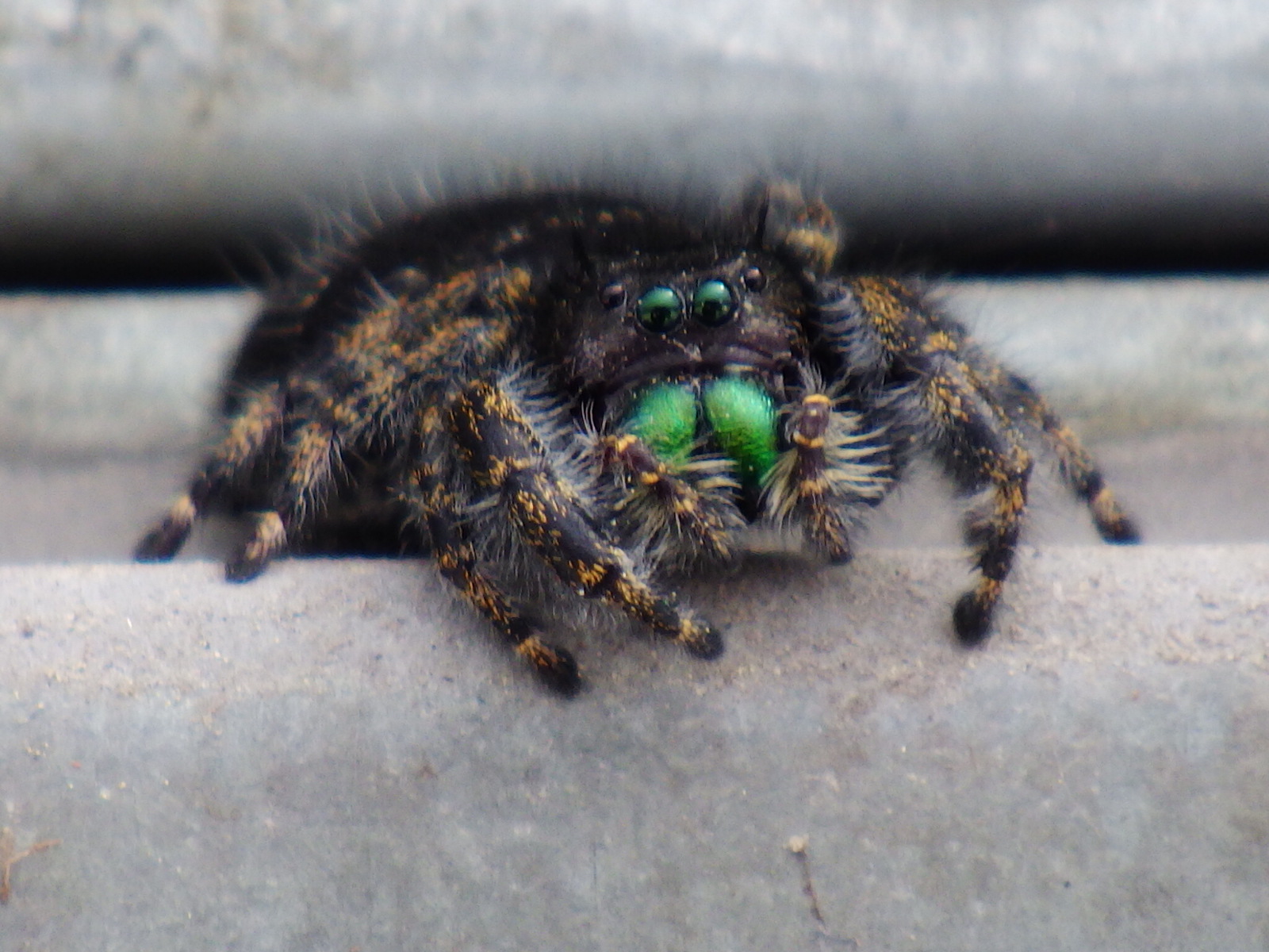 Green eyed spider