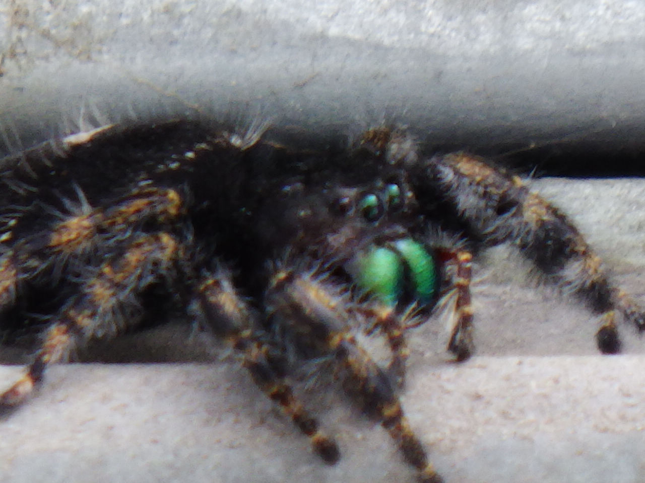 A green eyed jumping spider