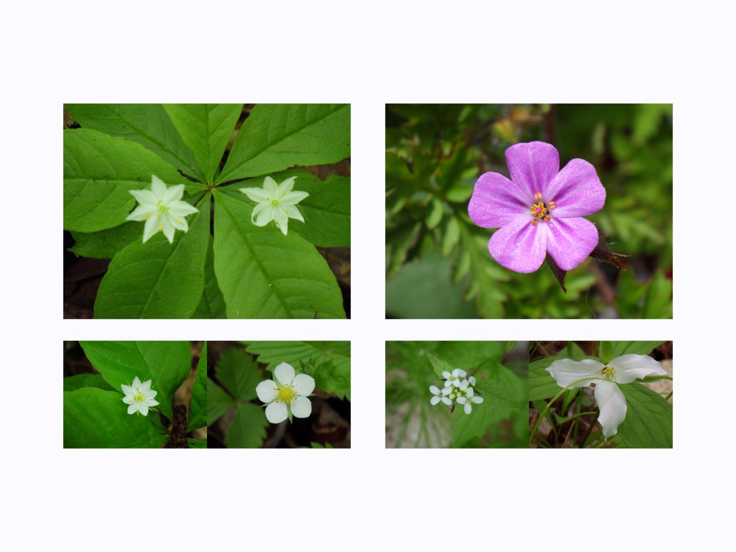 A collage of flowers