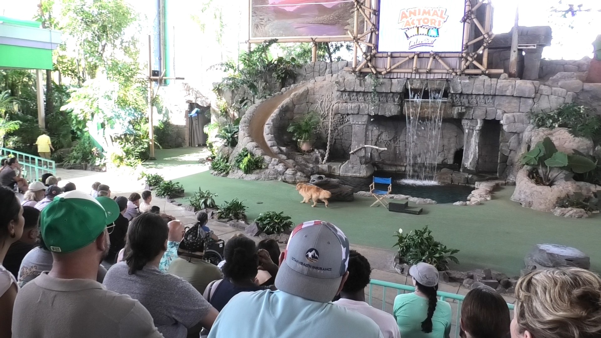 Animal Actors show